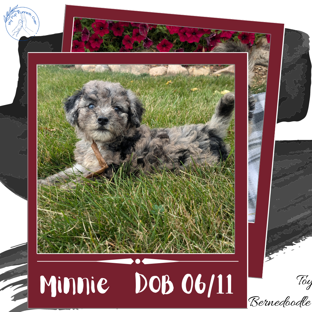 TOY BERNEDOODLE (06/11) FEMALE