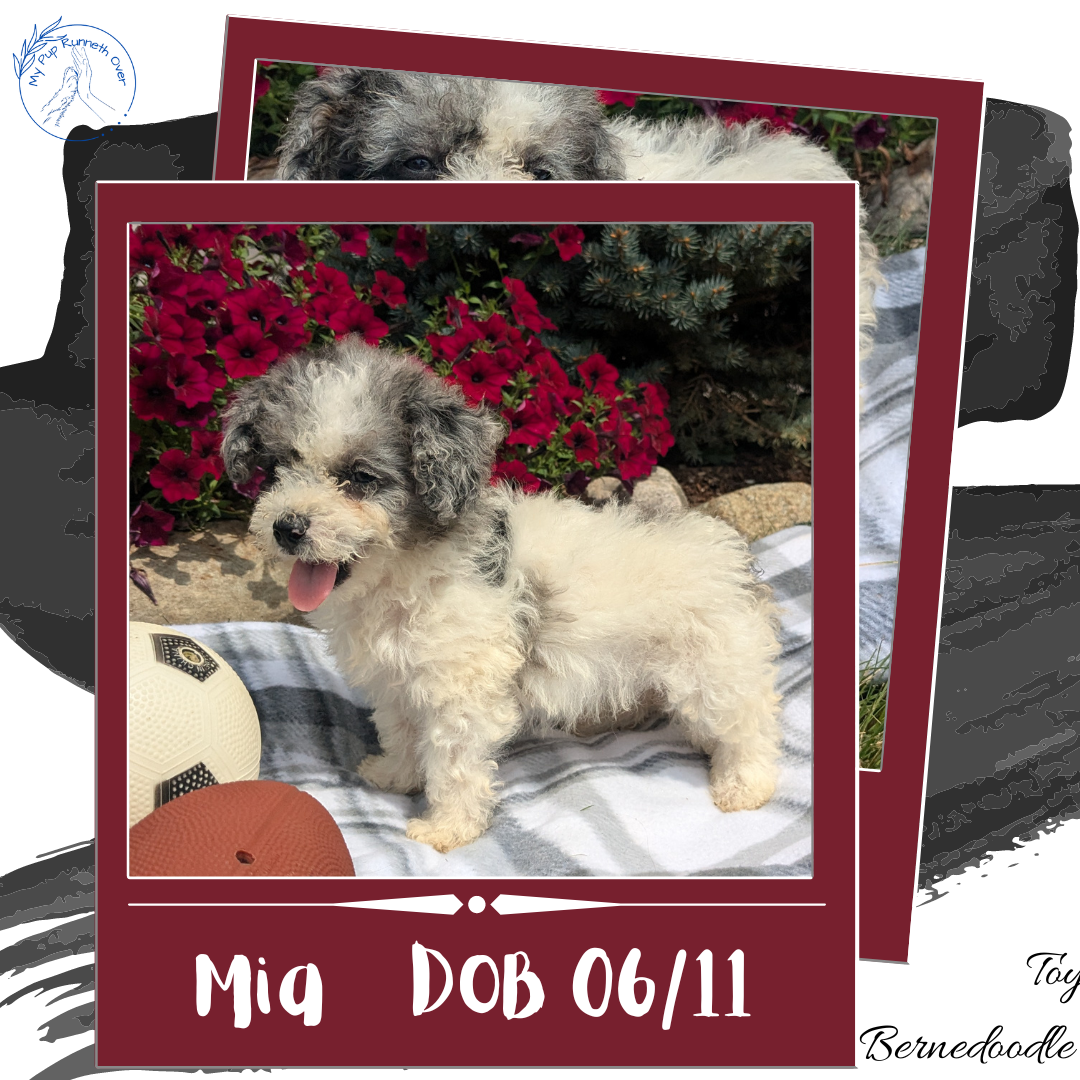 TOY BERNEDOODLE (06/11) FEMALE