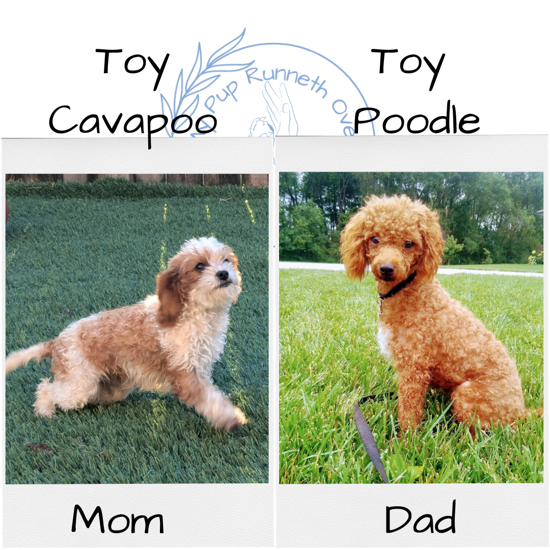 TOY CAVAPOO (07/30) FEMALE