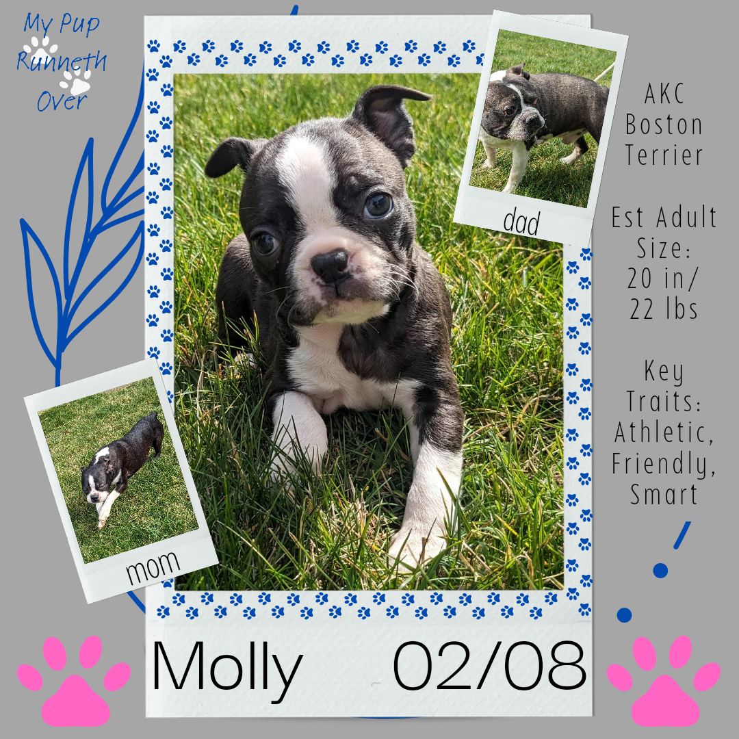 BOSTON TERRIER (FEMALE) 02/04
