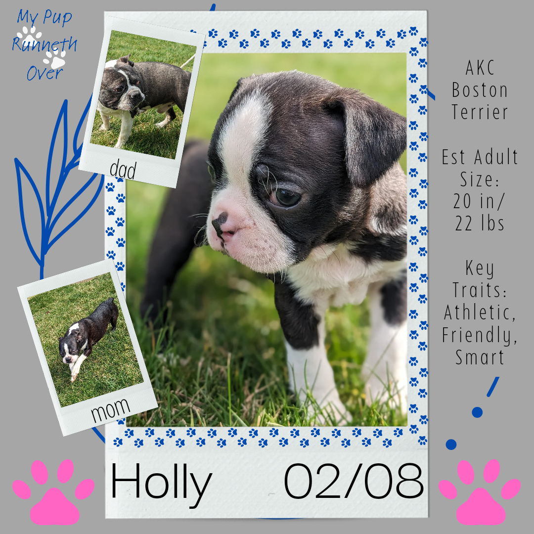 BOSTON TERRIER (FEMALE) 02/04