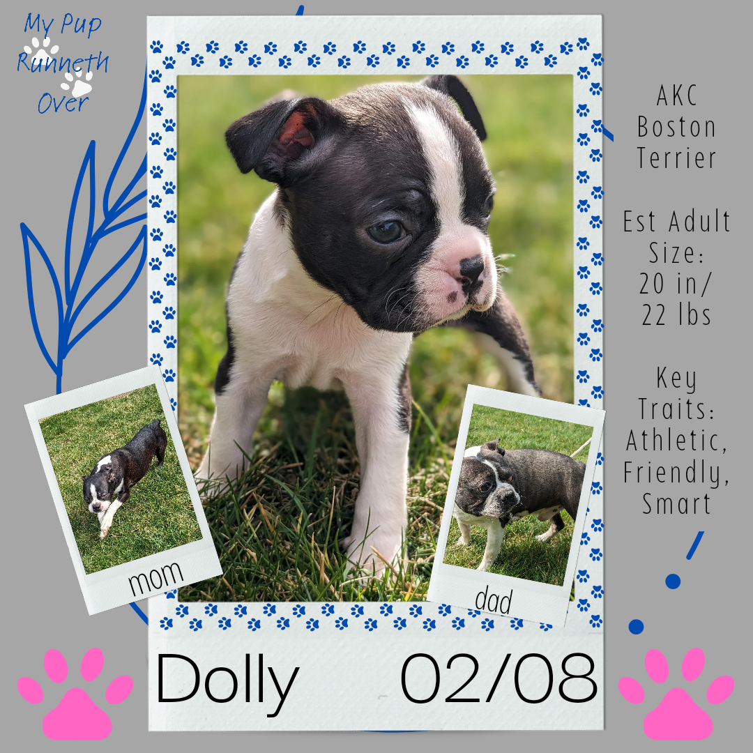 BOSTON TERRIER (FEMALE) 02/04