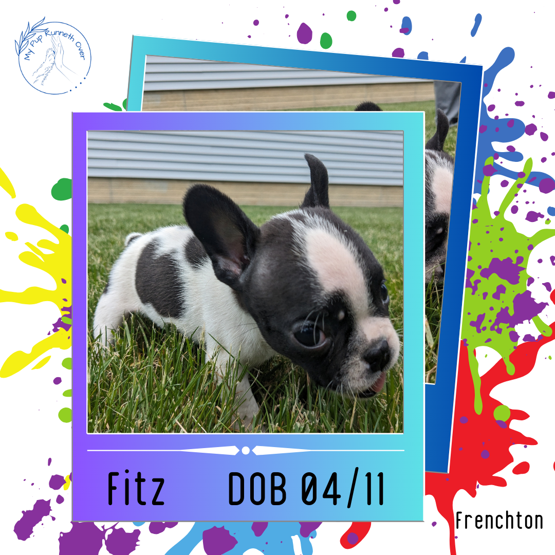 FRENCHTON (04/11) MALE