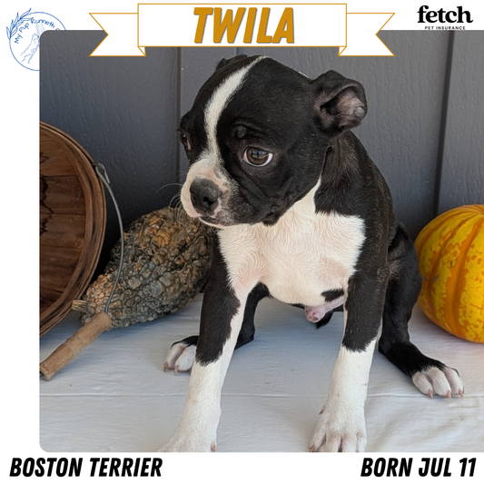 BOSTON TERRIER (JUL 11) 4 FEMALES/4 MALES