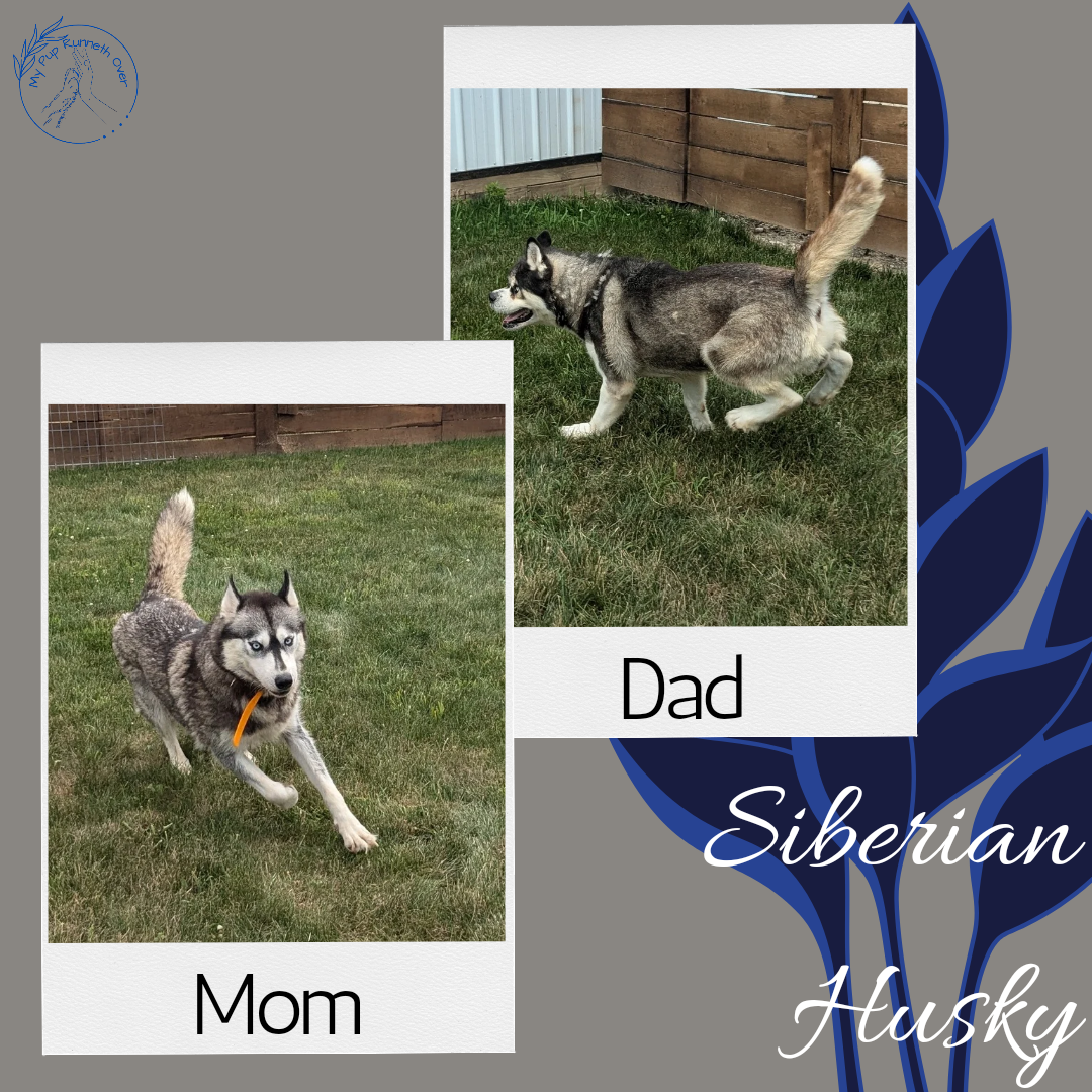 SIBERIAN HUSKY (06/22) MALE