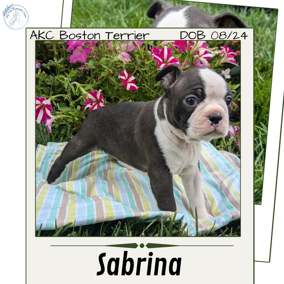 Painted Bostons Akc Boston Terrier Breeders Boston Terrier Akc
