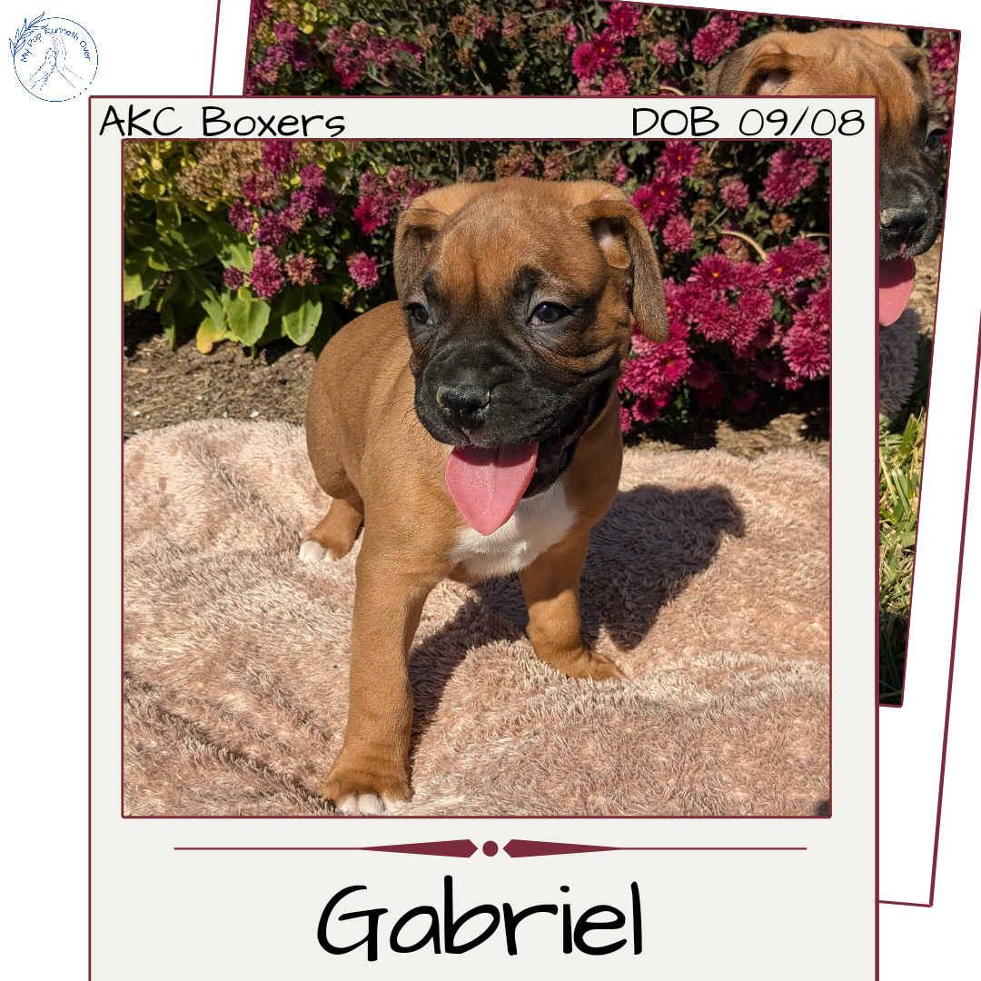 BOXER (09/08) MALE