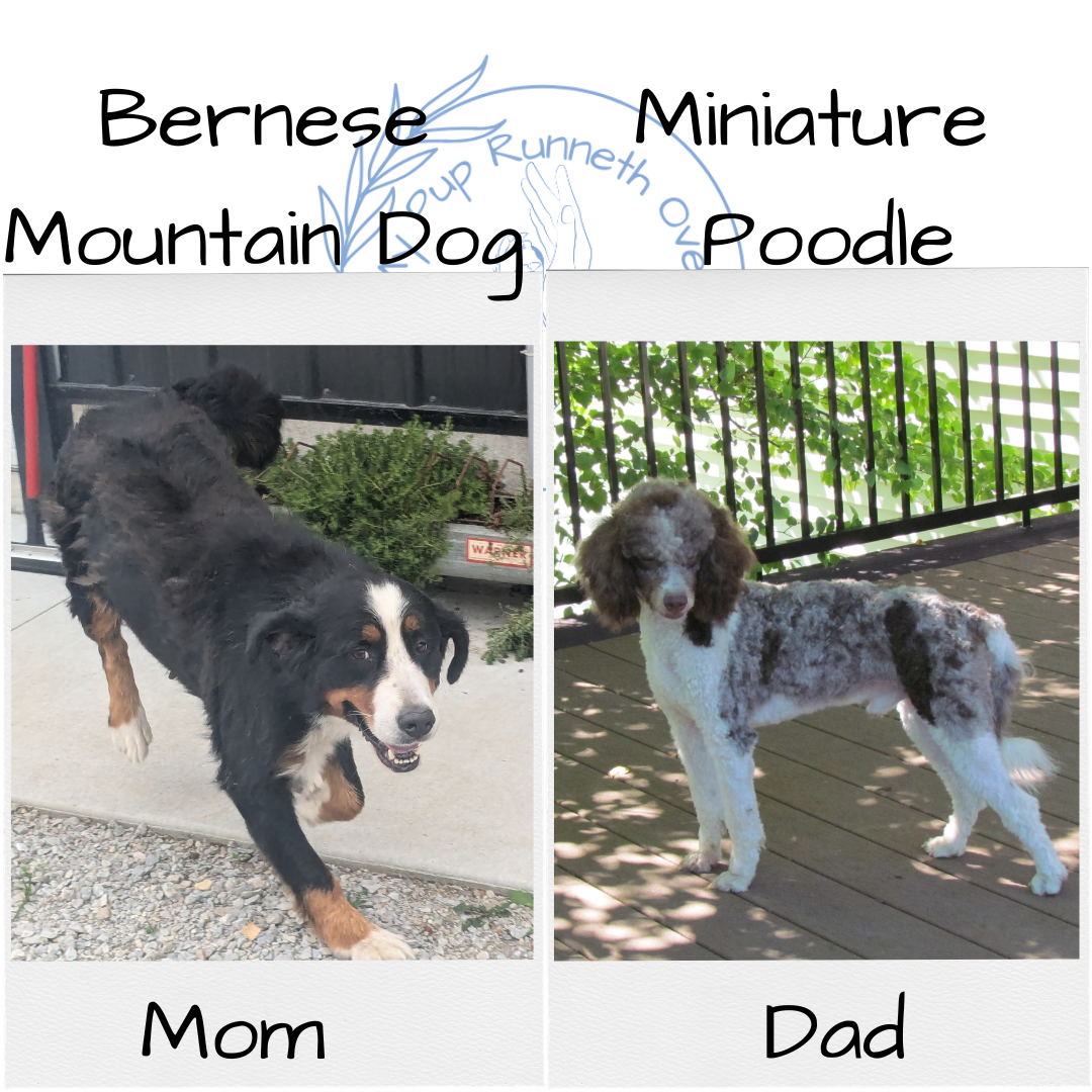 MINI BERNEDOODLE (07/04) MALE