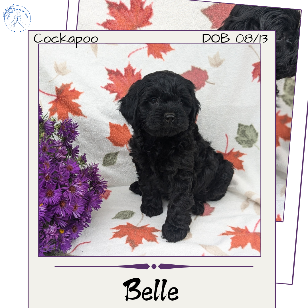 COCKAPOO (08/03) FEMALE