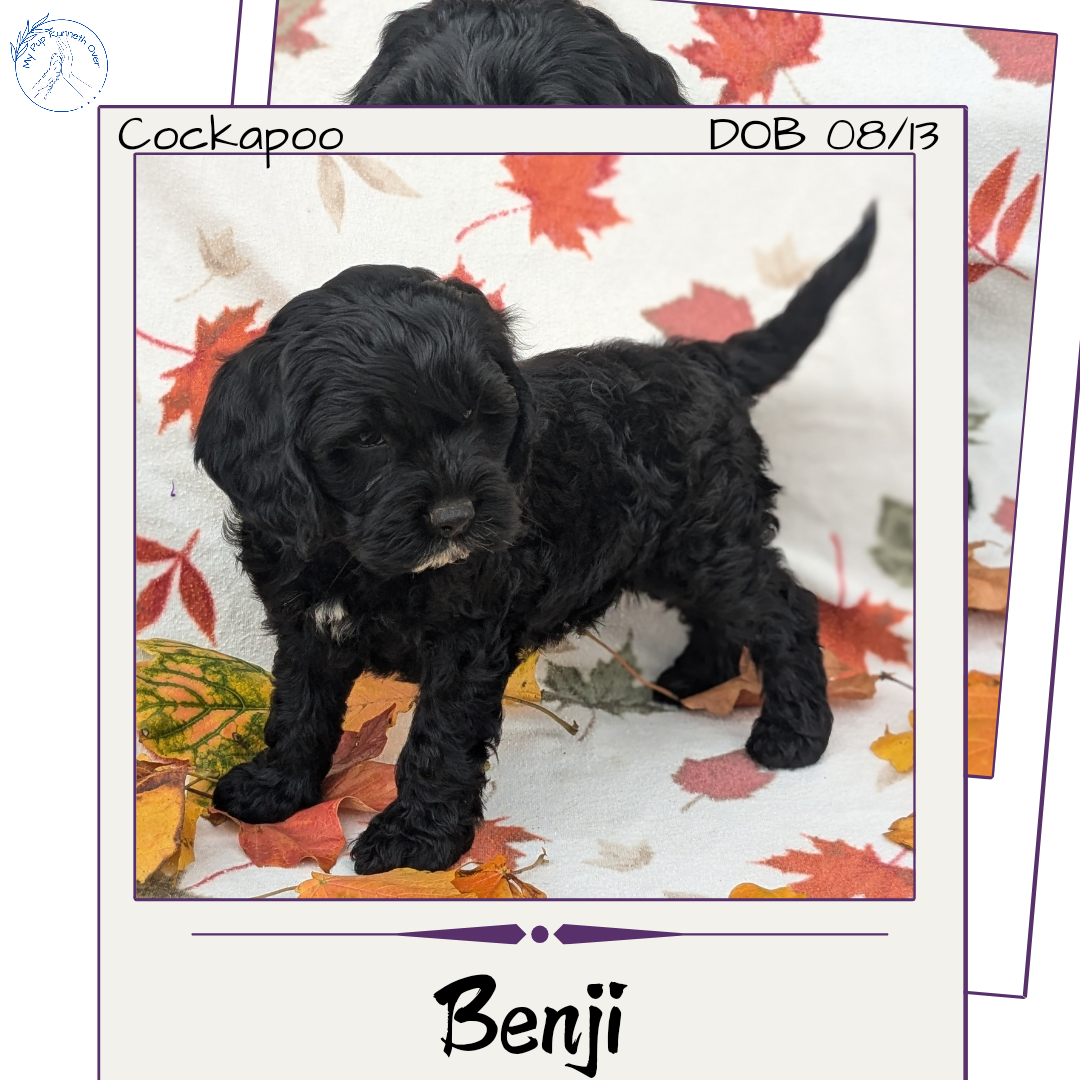COCKAPOO (08/03) MALE