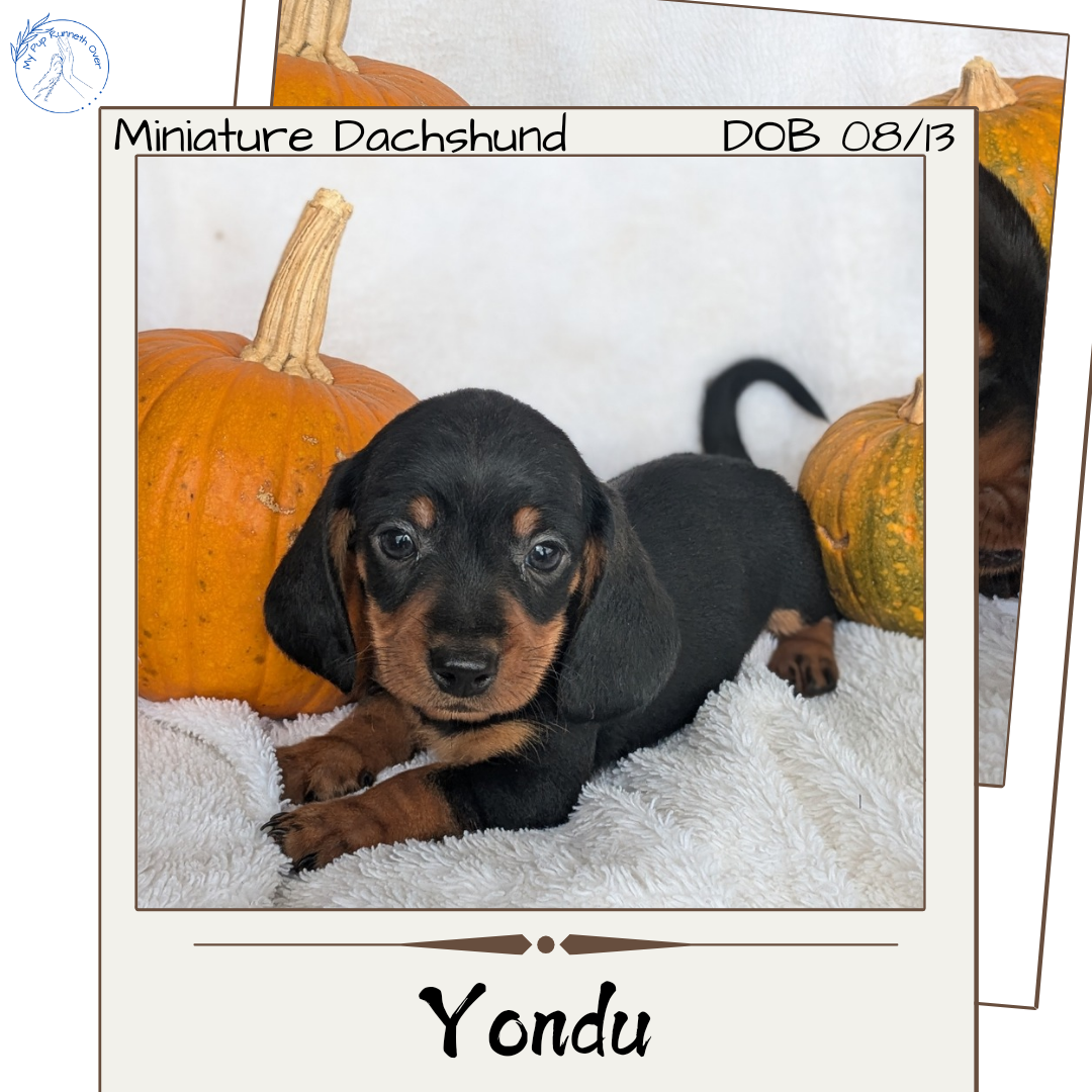 MINI DACHSHUND (08/13) MALE