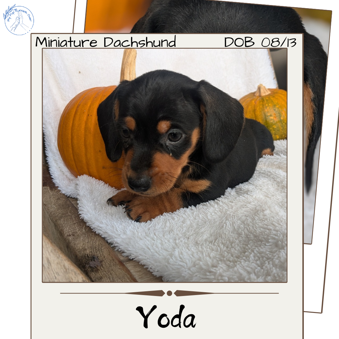 MINI DACHSHUND (08/13) MALE