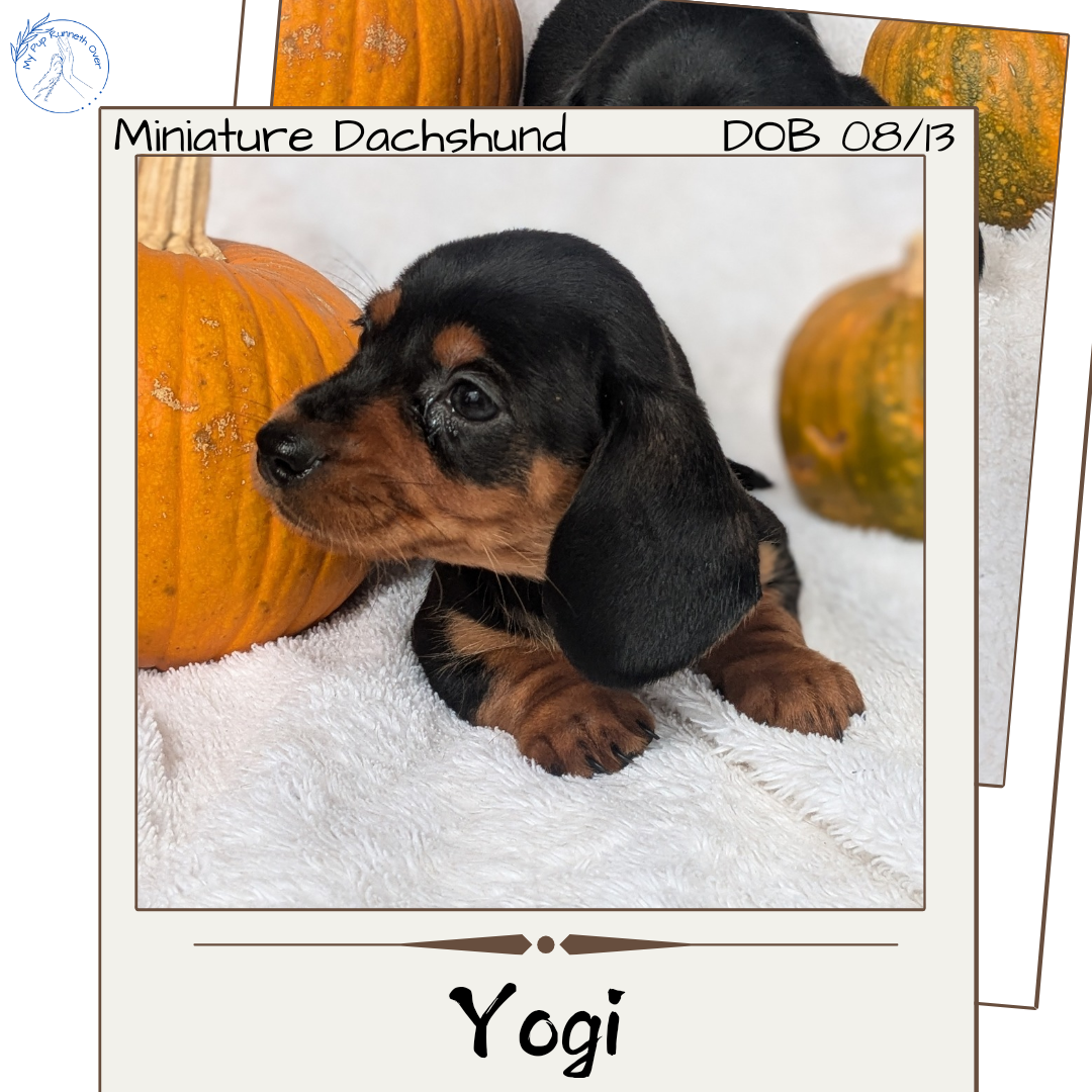 MINI DACHSHUND (08/13) MALE