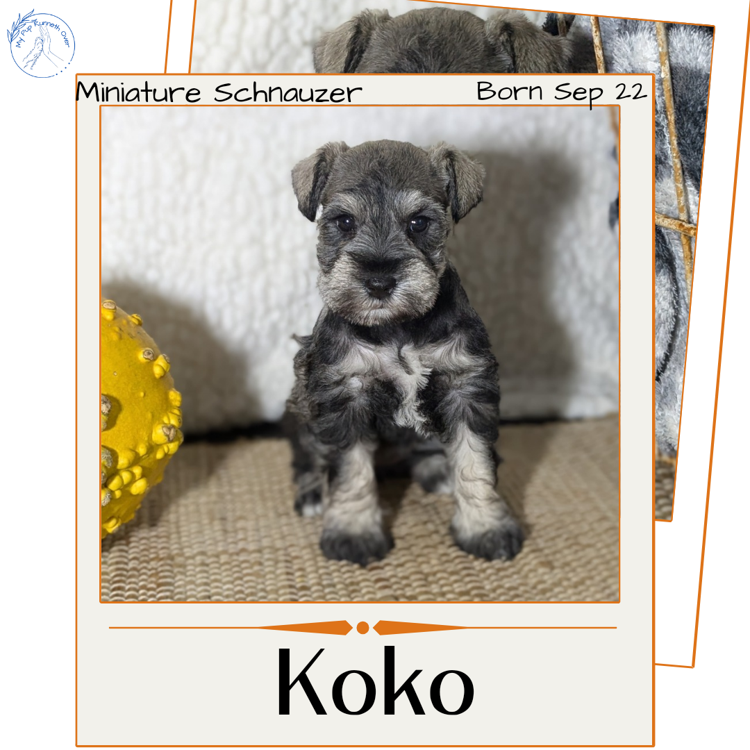 MINI SCHNAUZER (09/22) FEMALE