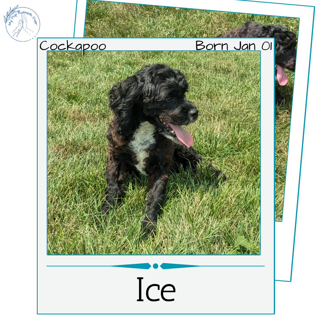 COCKAPOO (01/01) MALE