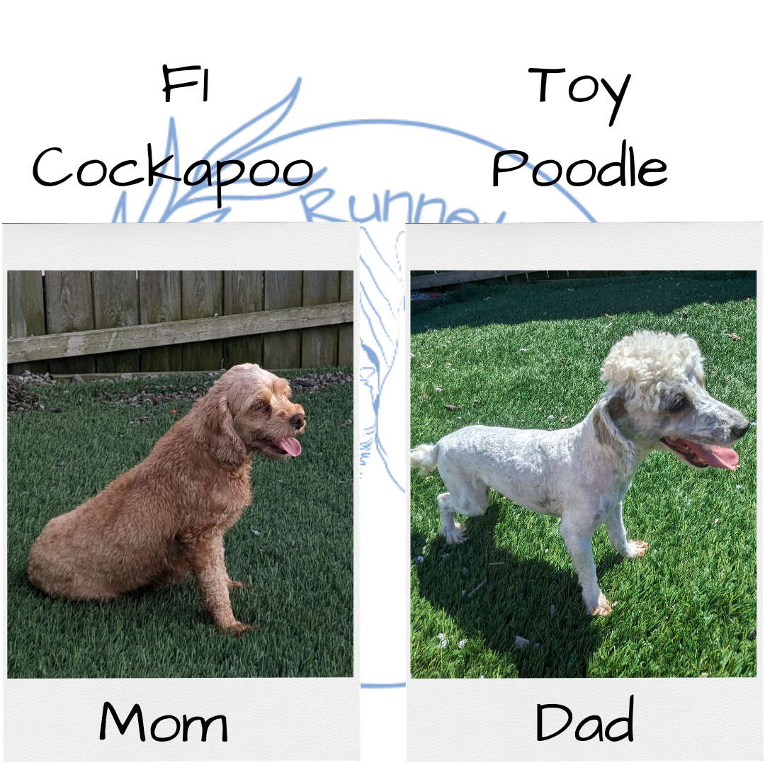 COCKAPOO (06/28) MALE