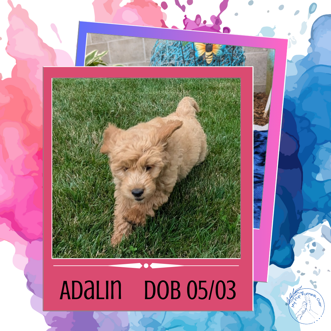 GOLDENDOODLE (05/03) FEMALE