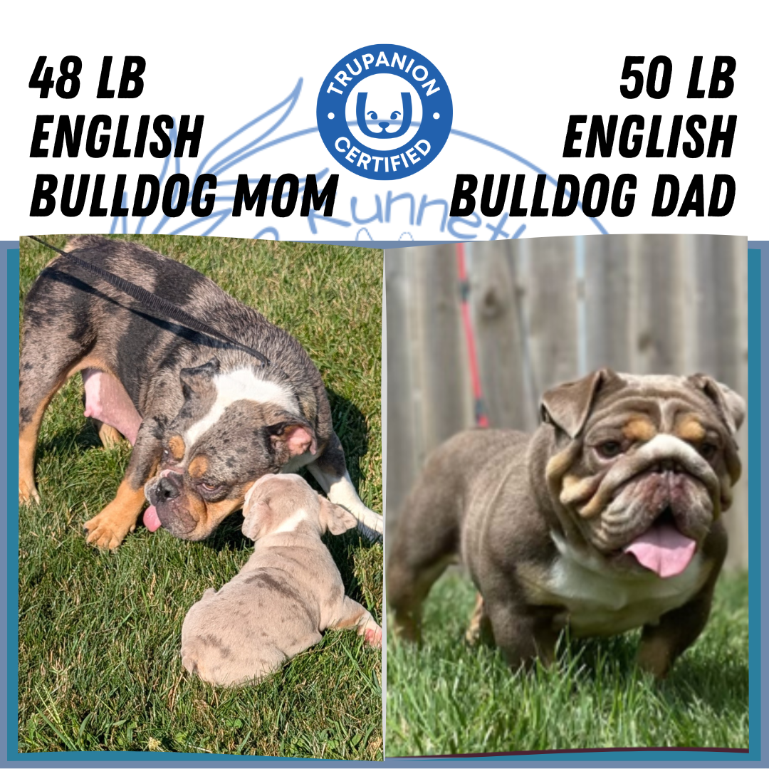 ENGLISH BULLDOG (06/30) MALE