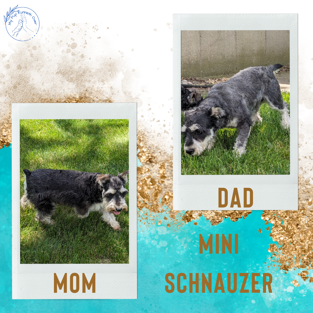 MINI SCHNAUZER (05/09) MALE