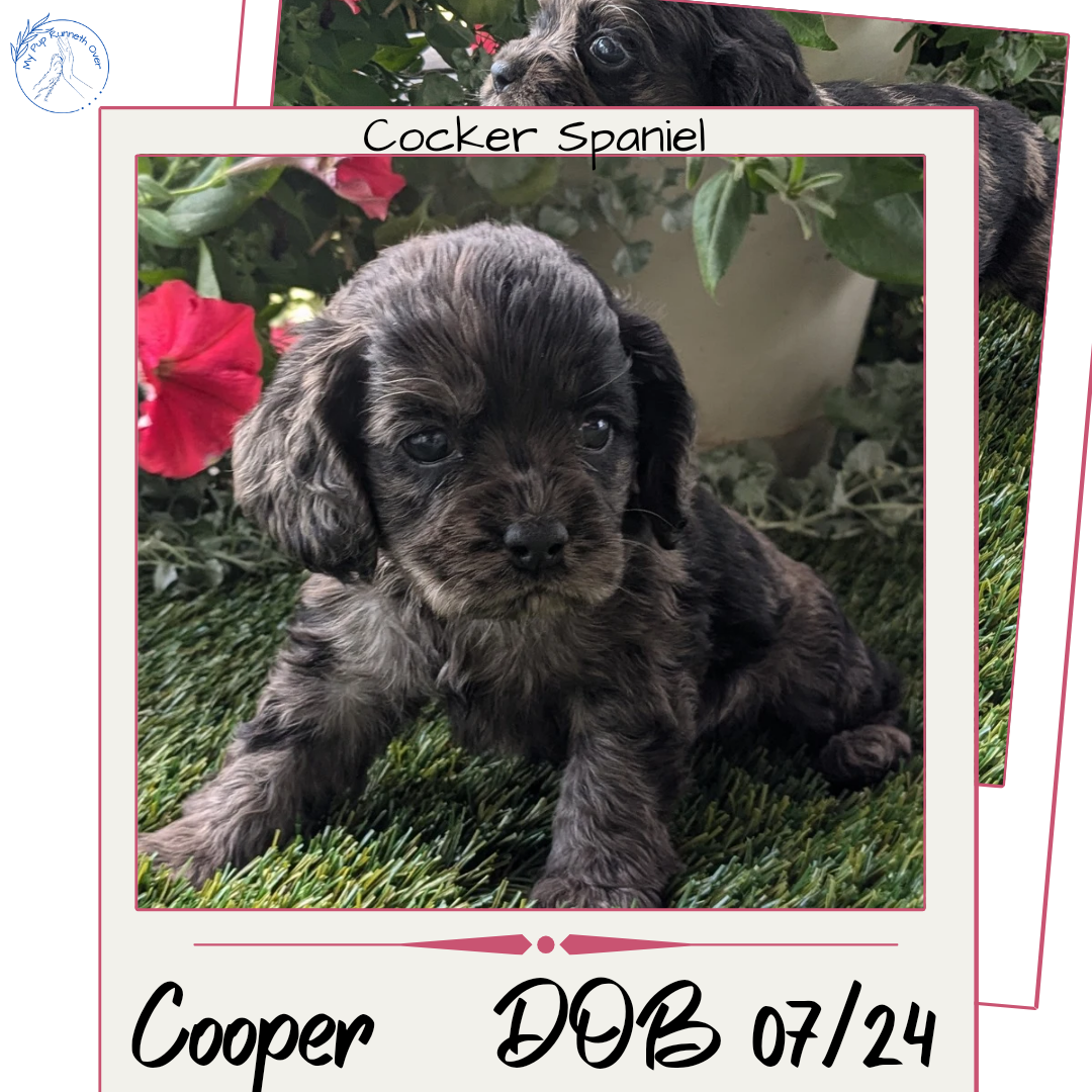 COCKER SPANIEL (07/24) MALE