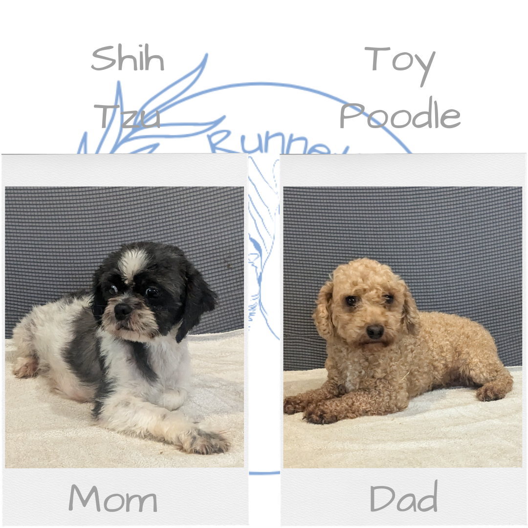 SHIH-POO (06/28) MALE