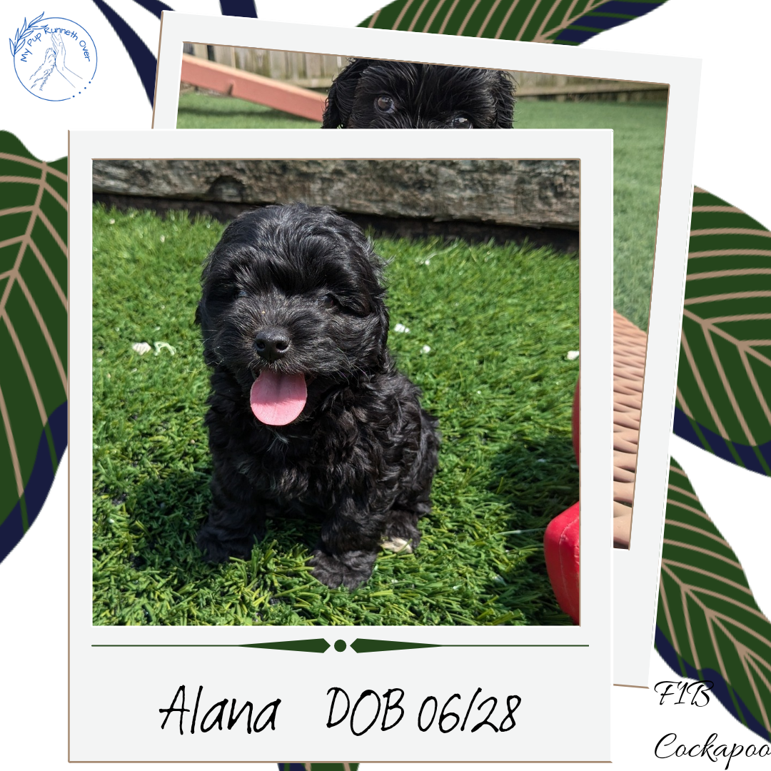 COCKAPOO (06/28) FEMALE