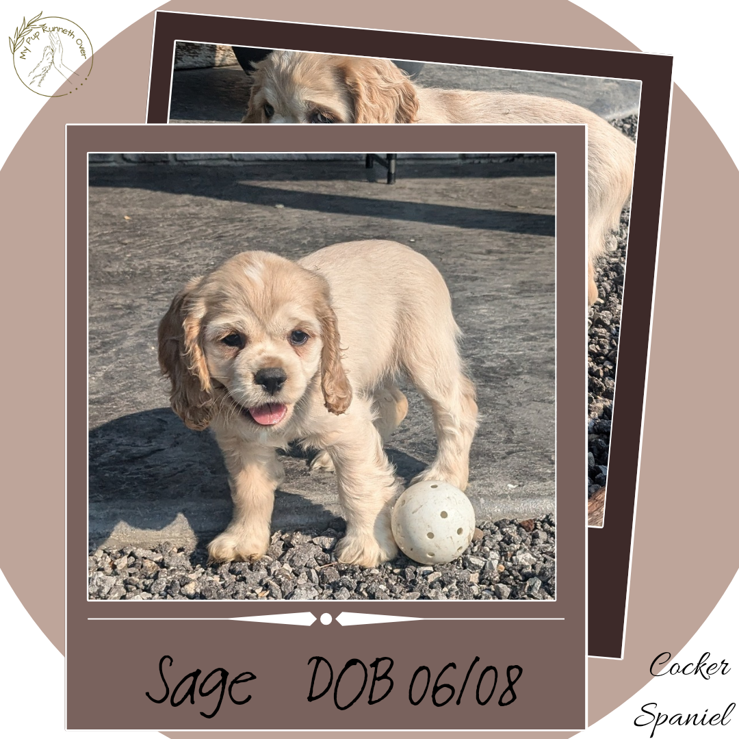 COCKER SPANIEL (06/08) FEMALE