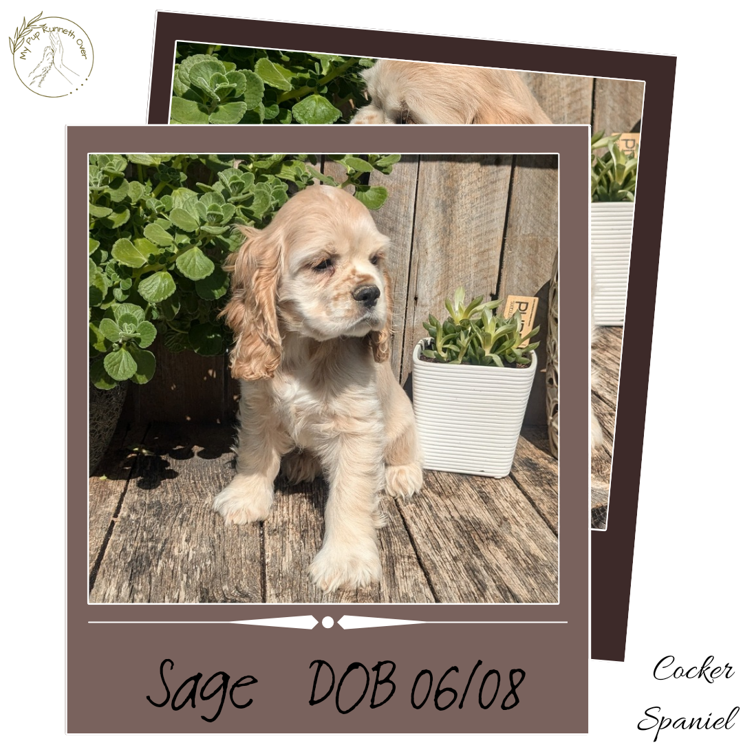 COCKER SPANIEL (06/08) FEMALE