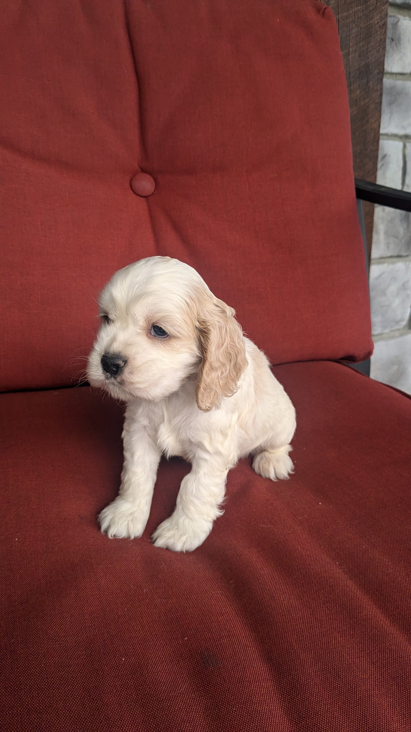 COCKER SPANIEL (06/08) MALE