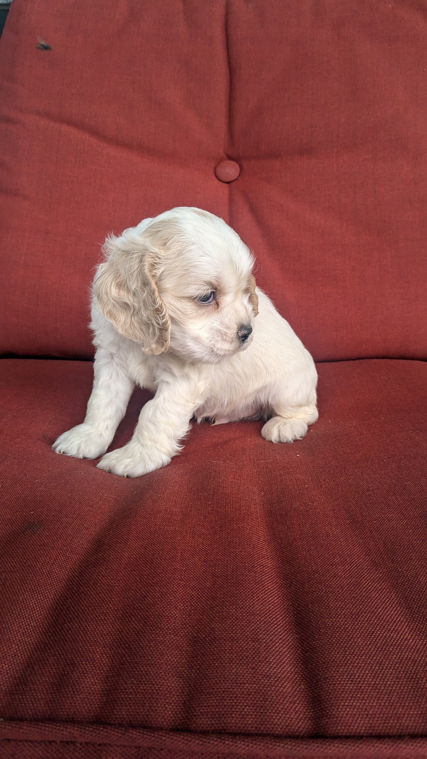 COCKER SPANIEL (06/08) MALE