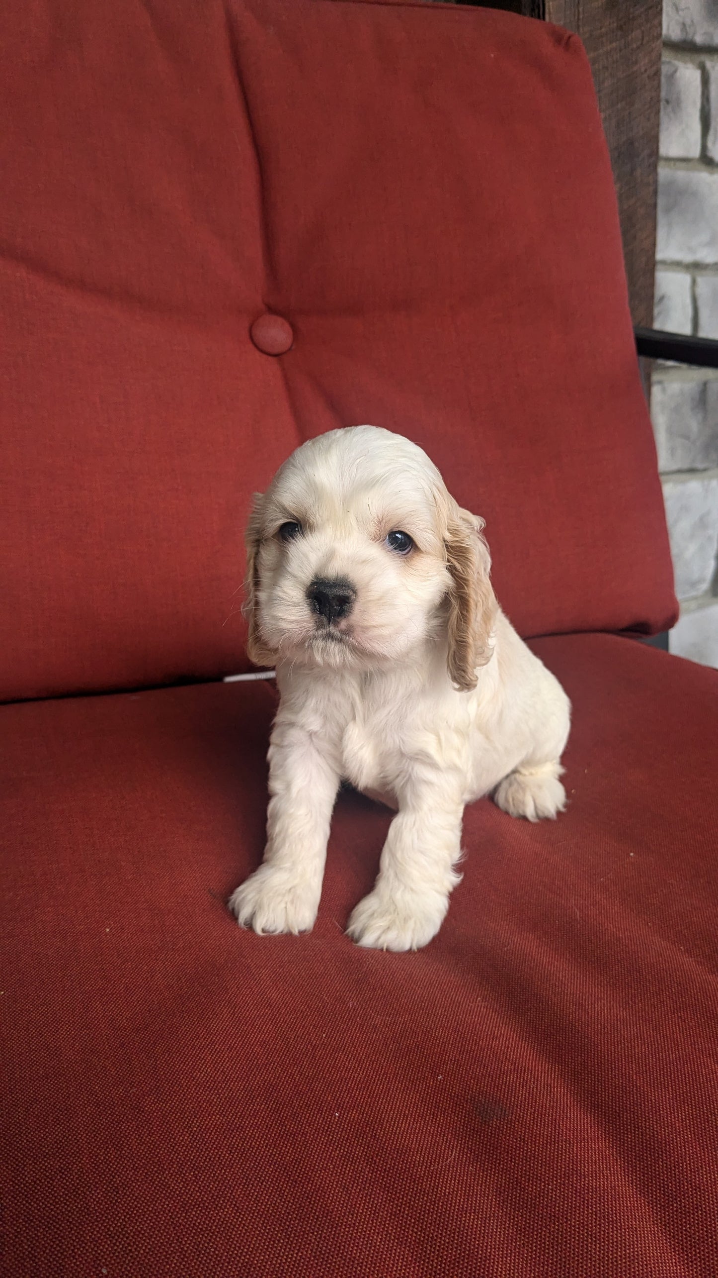 COCKER SPANIEL (06/08) MALE
