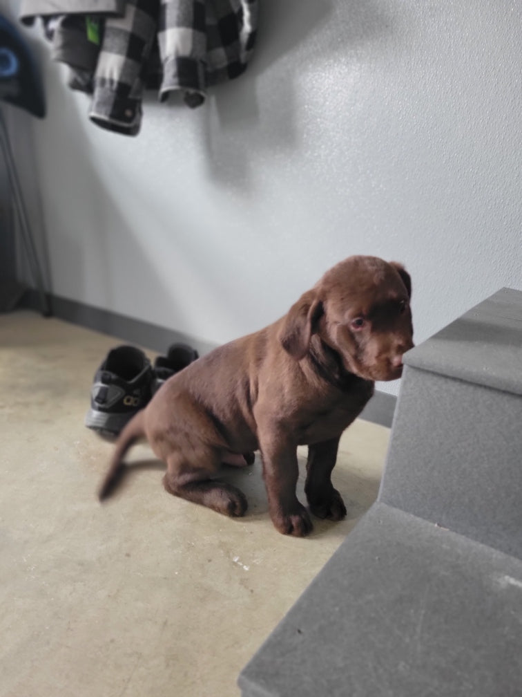 CHOCOLATE LAB (11/30/23) FEMALE
