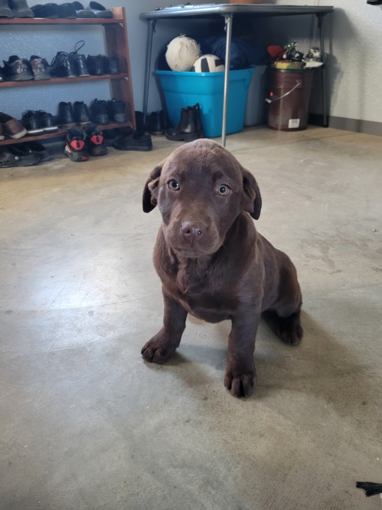 CHOCOLATE LAB (11/30/23) FEMALE