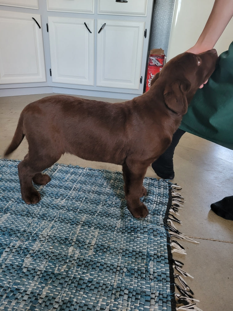 CHOCOLATE LAB (11/30/23) FEMALE