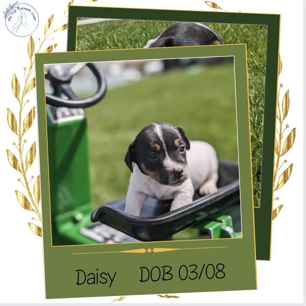 JACK RUSSELL TERRIER (03/08) FEMALE