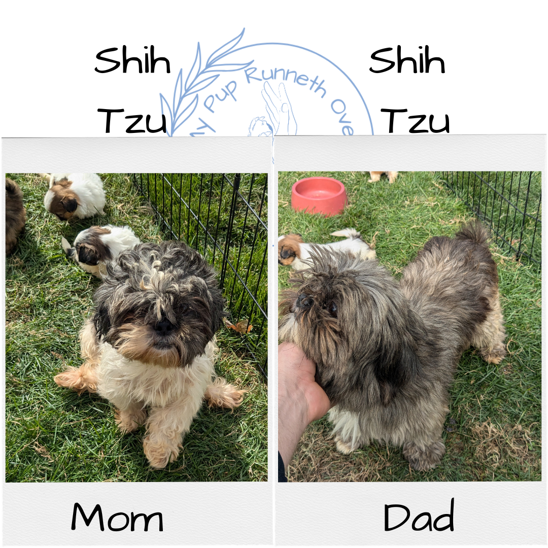 SHIH TZU (09/06) MALE