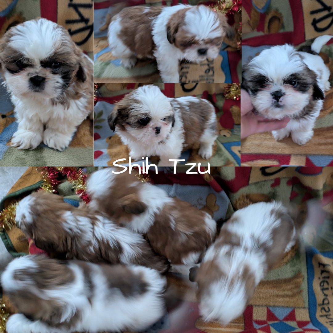 SHIH TZU (10/08) FEMALE