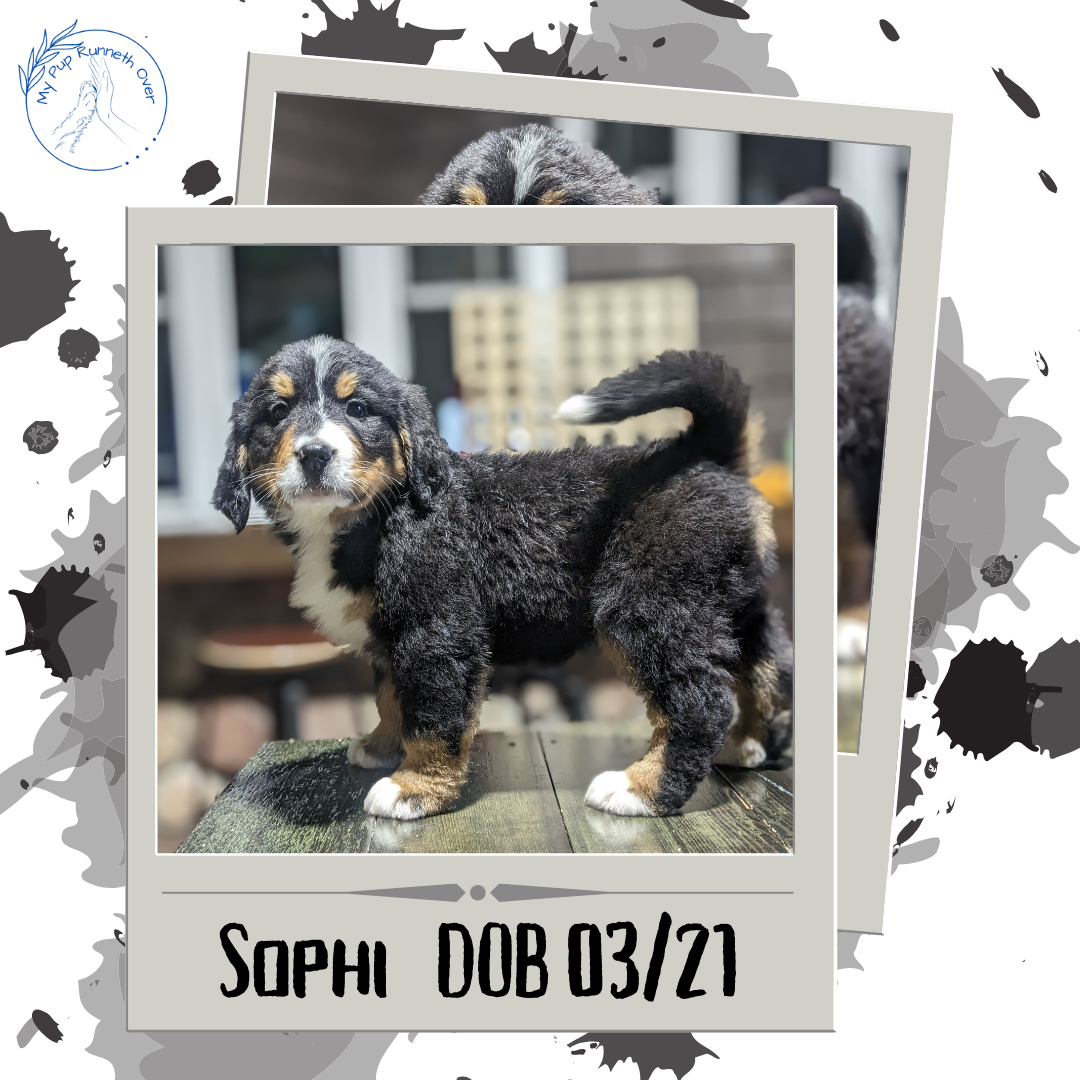 BERNESE MOUNTAIN DOG (03/21) FEMALE