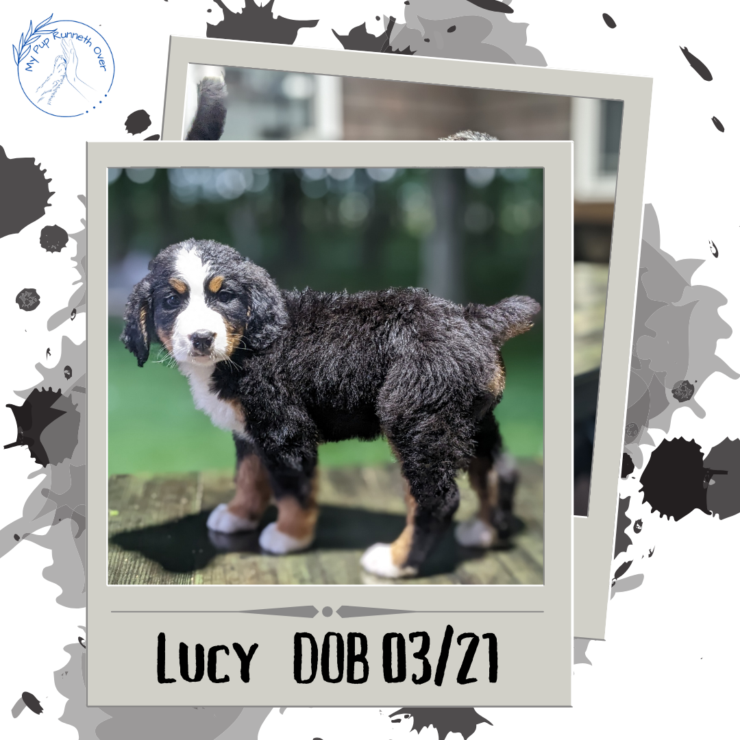 BERNESE MOUNTAIN DOG (03/21) FEMALE