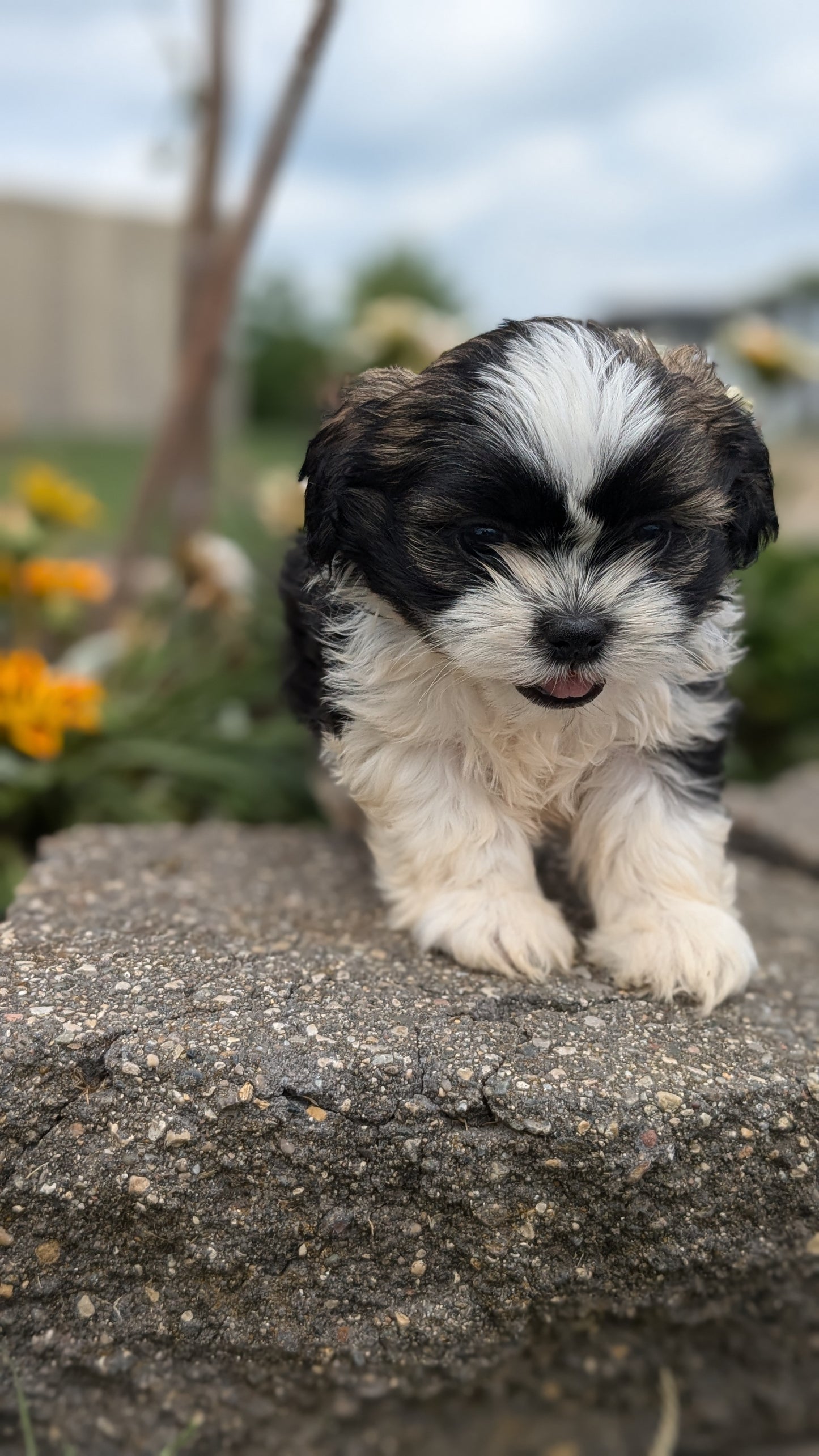 SHIH TZU (06/23) MALE