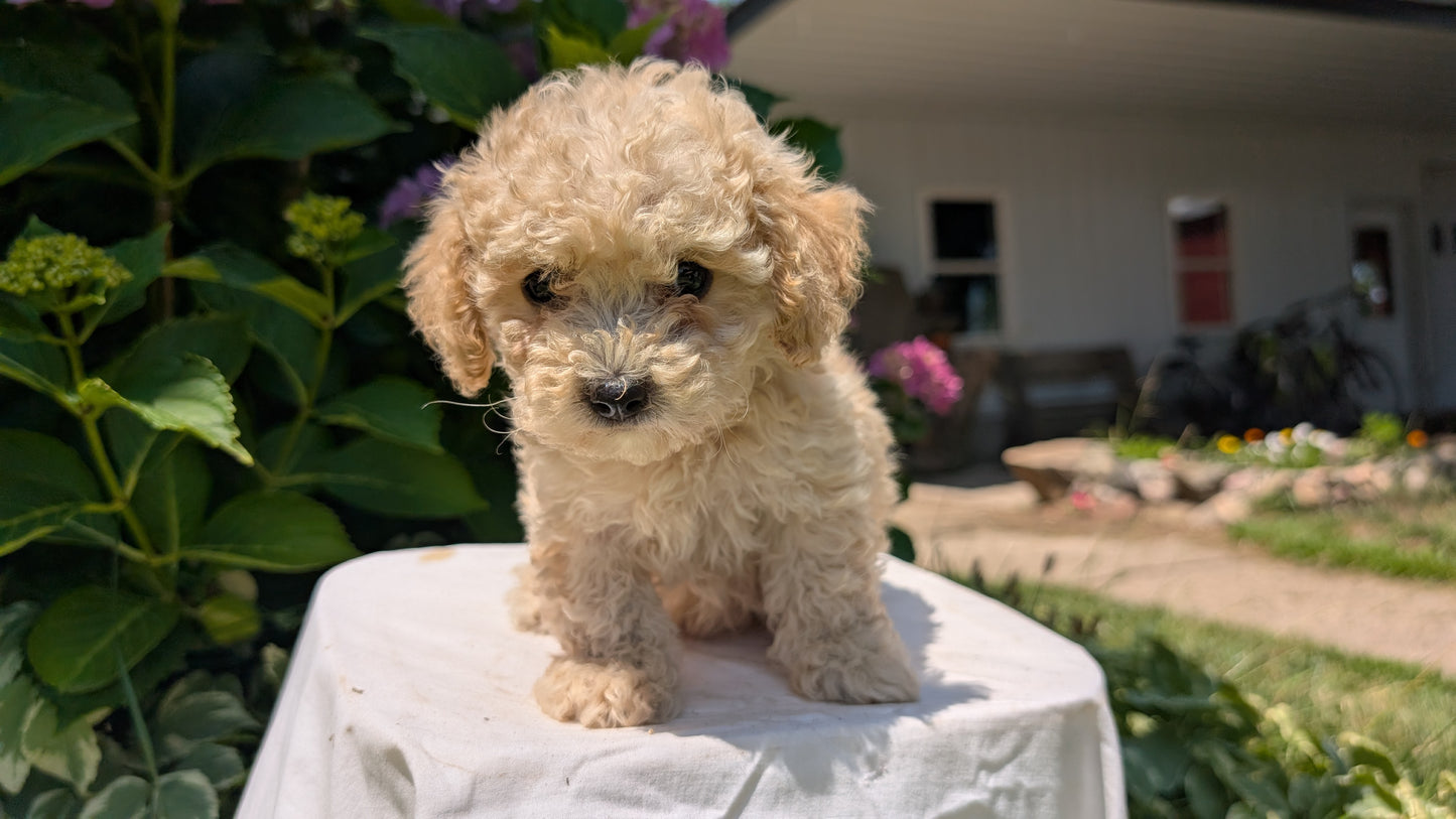 CAVAPOO (05/23) FEMALE