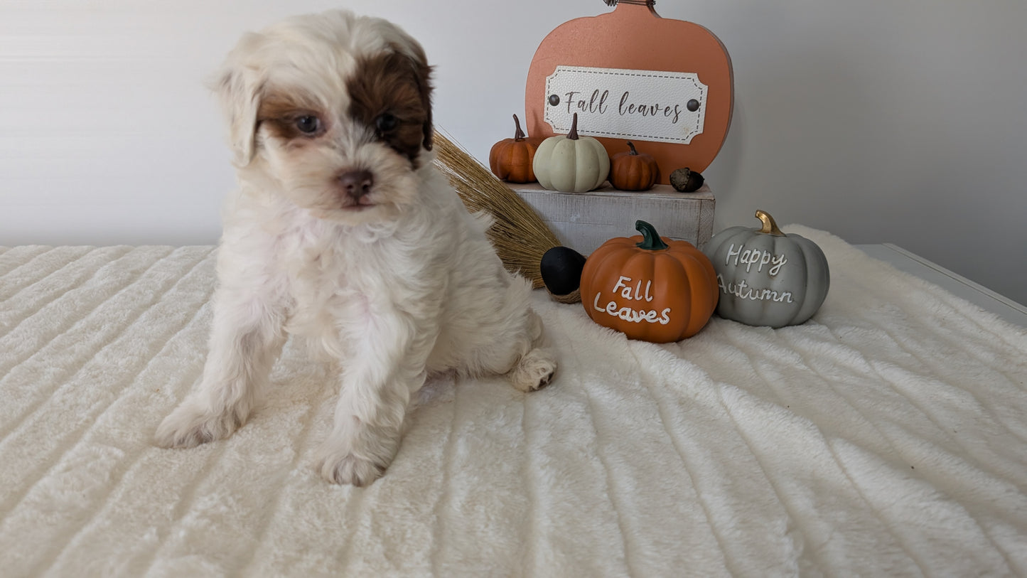 SHIHPOO (07/26) FEMALE