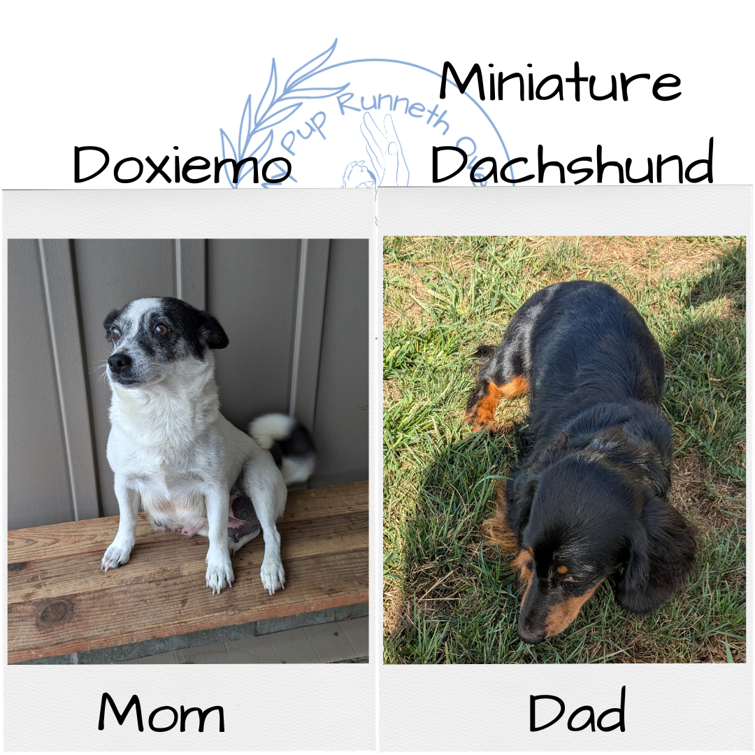 DACHSHUND (10/01) FEMALE