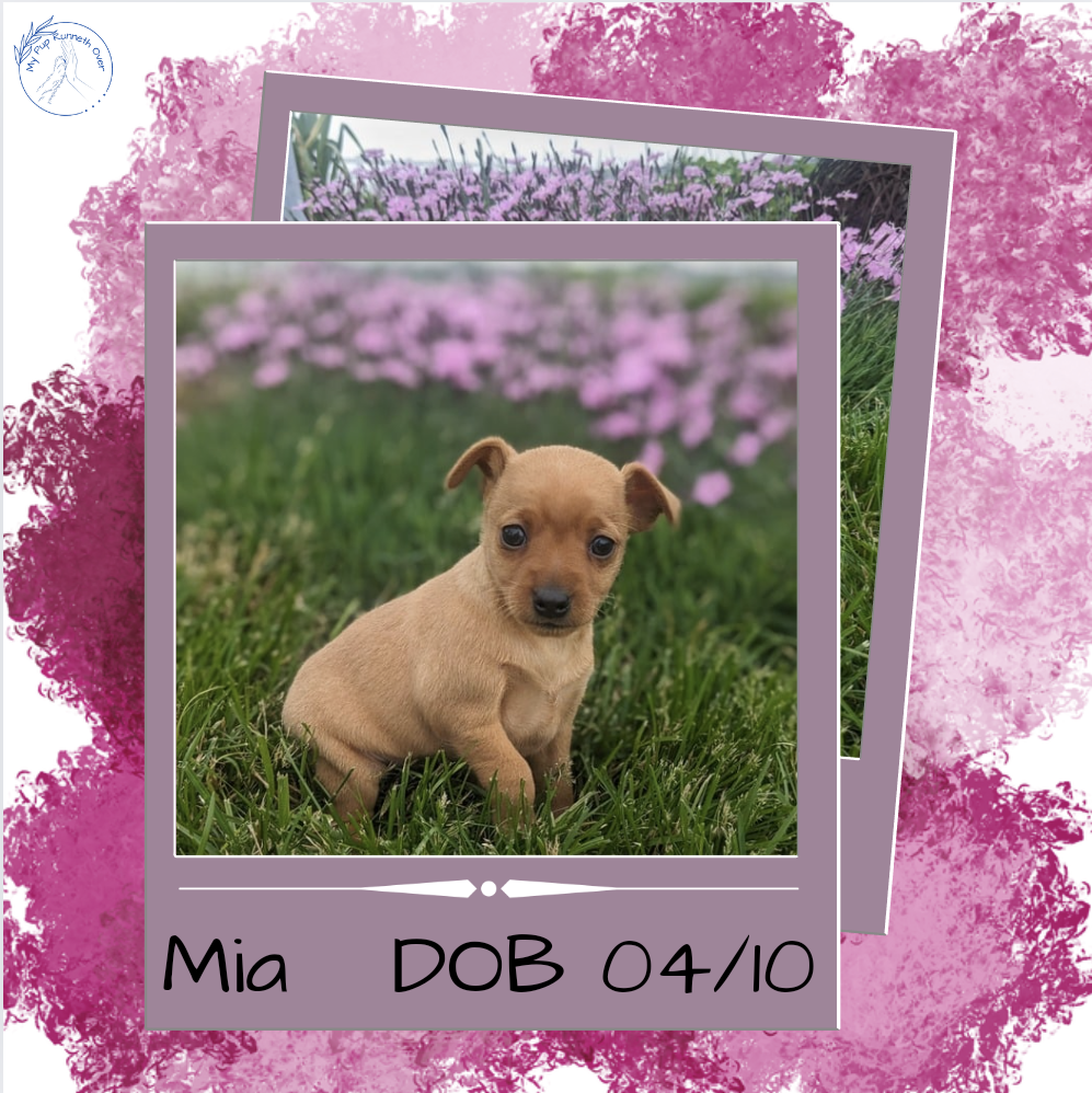 MINI PINSCHER (04/10) FEMALE