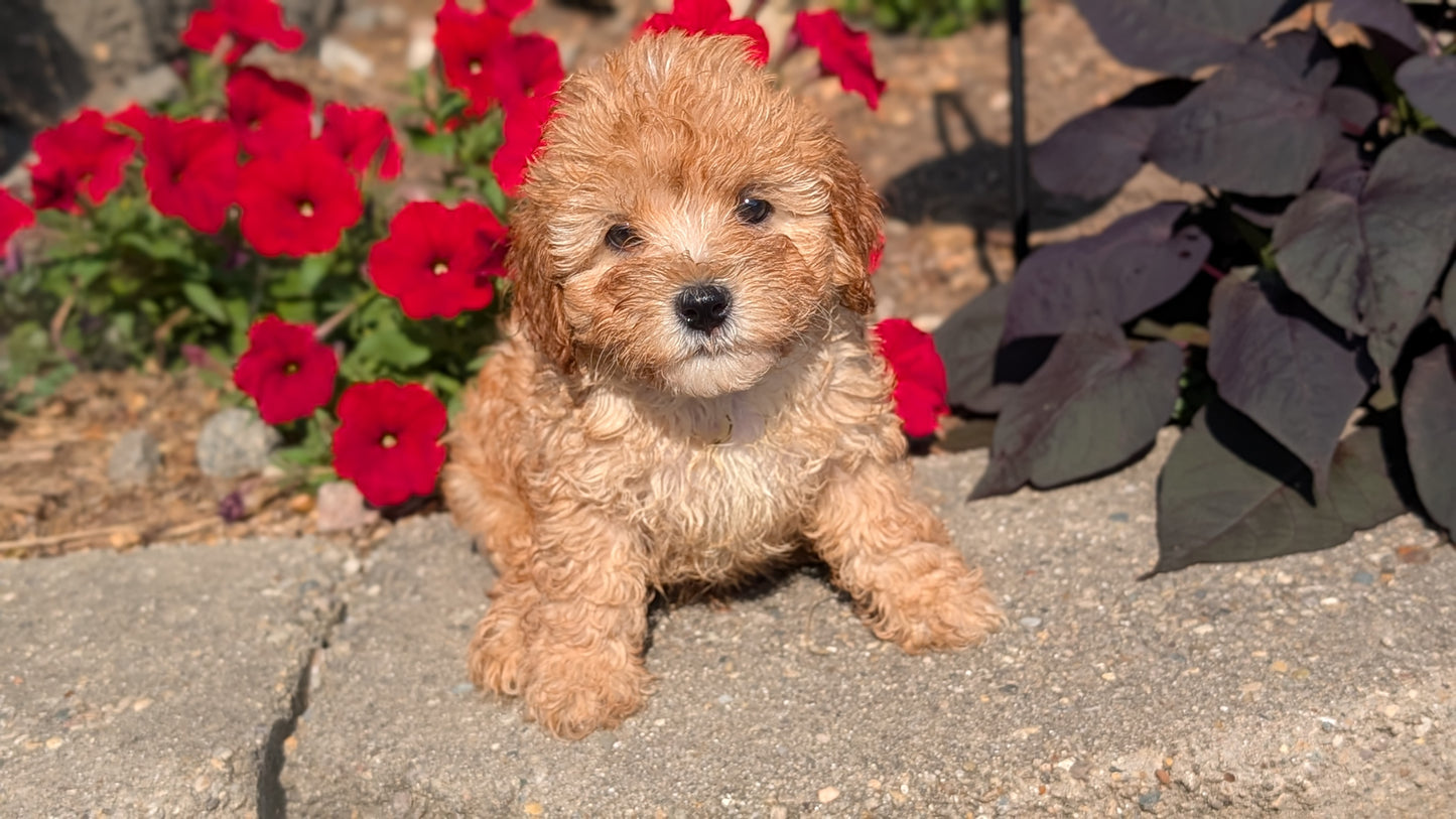CAVAPOO (05/29) MALE
