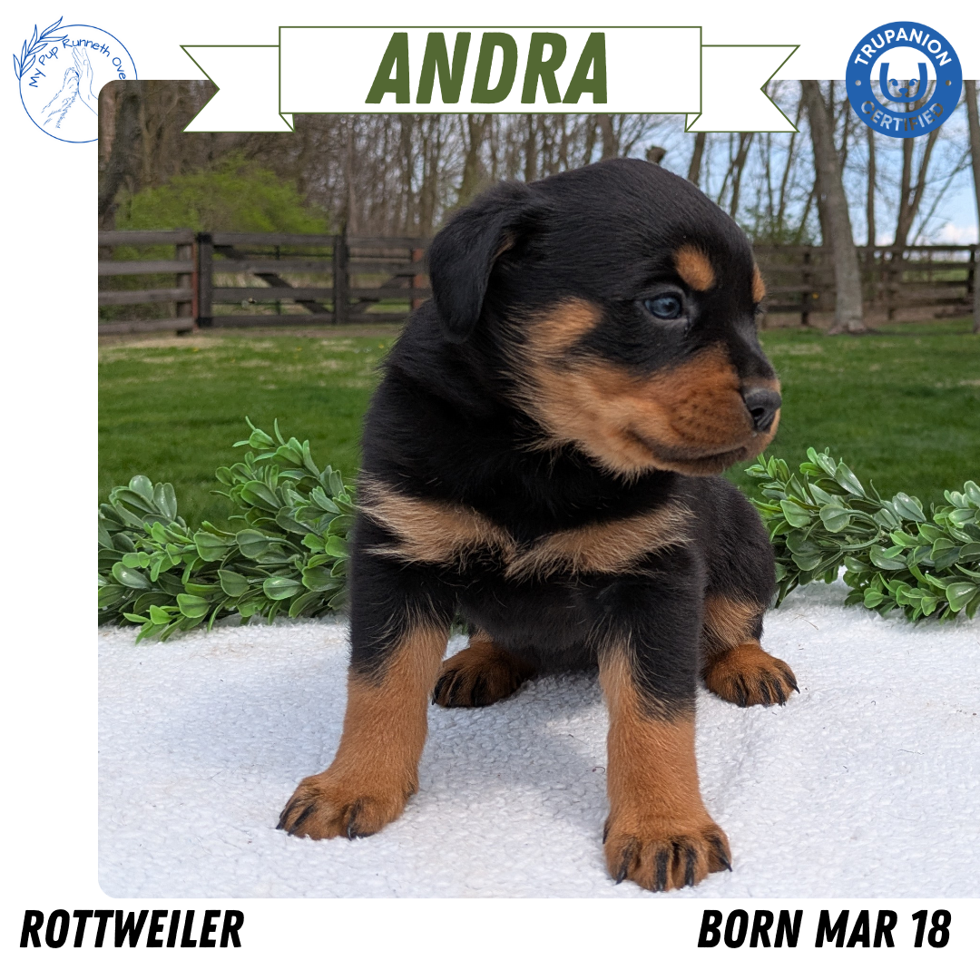 ROTTWEILER (03/18) FEMALE