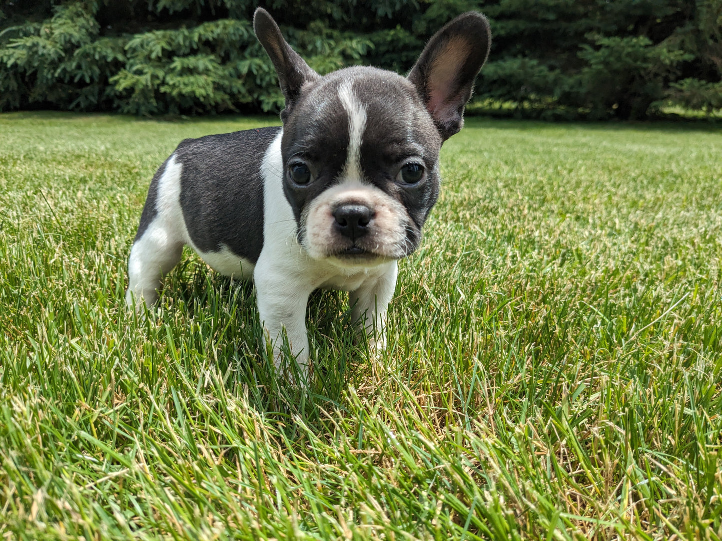 FRENCHTON (04/11) MALE