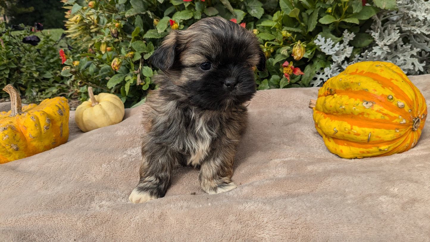 SHIH TZU (09/06) MALE