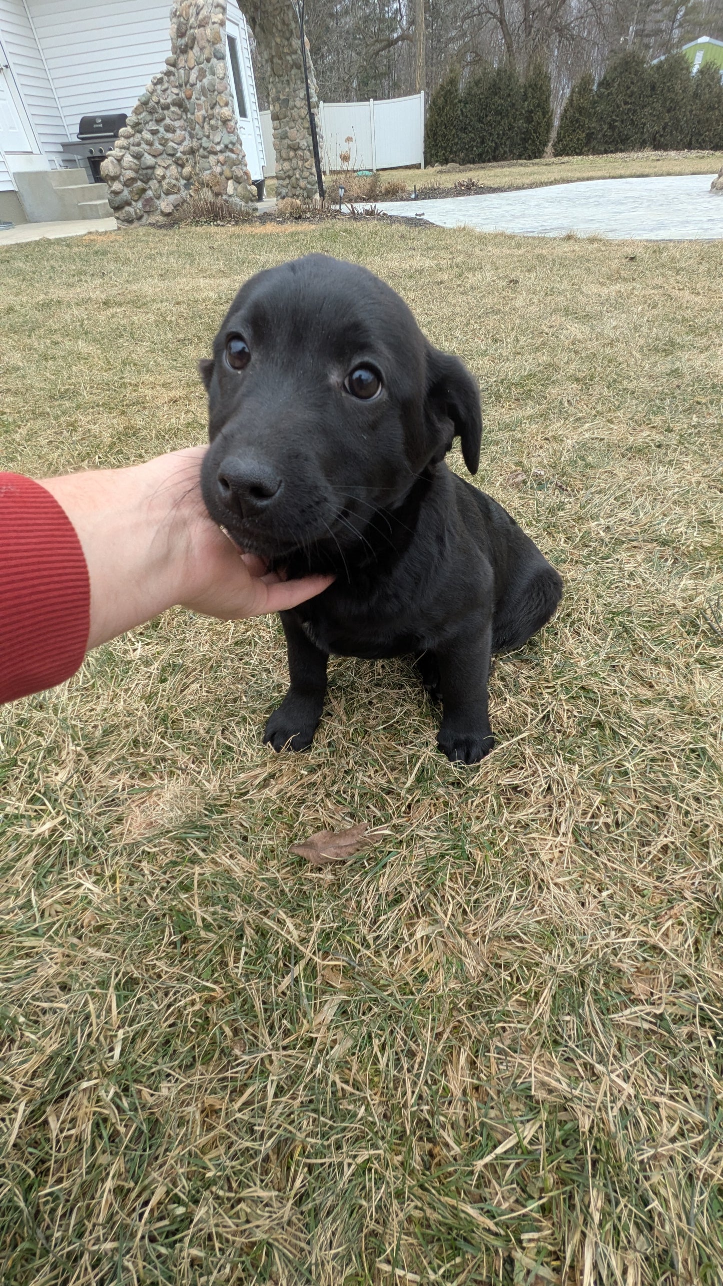 LABRADOR X TERRIER (11/08) FEMALE