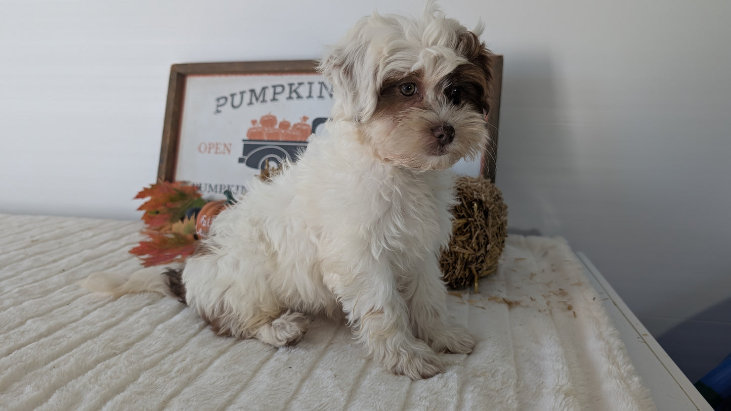 SHIHPOO (07/26) FEMALE